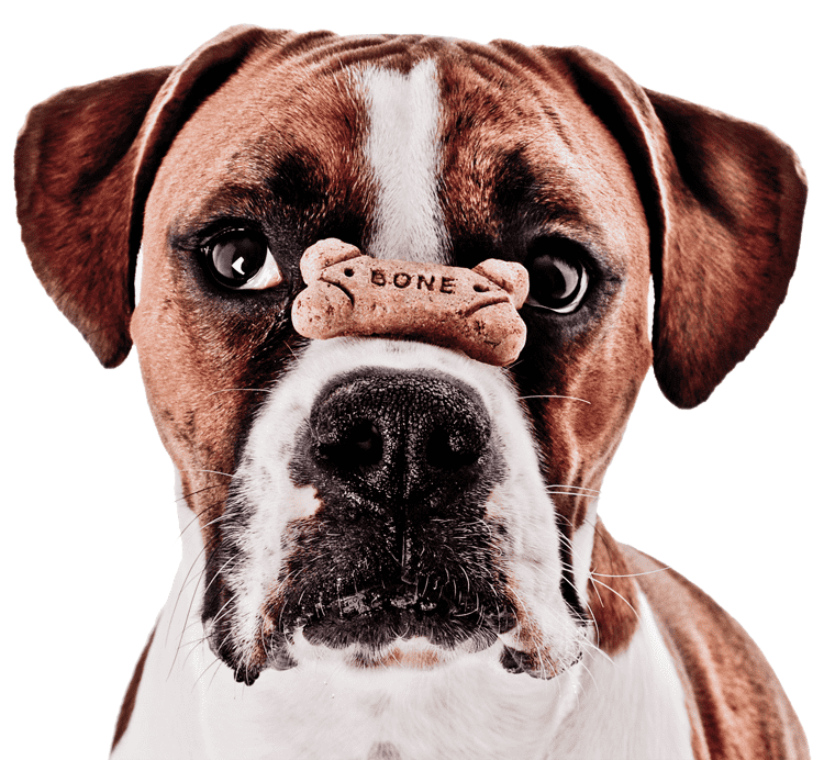 a Boxer with a treat on his nose waits for permission