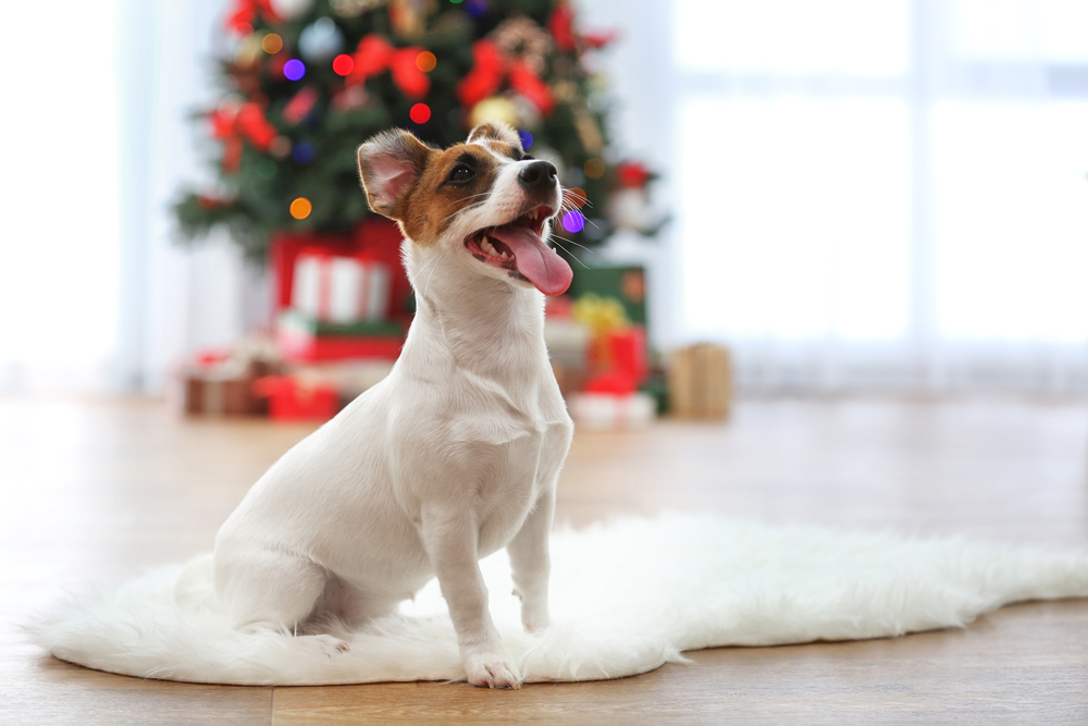jack russel puppy for christmas