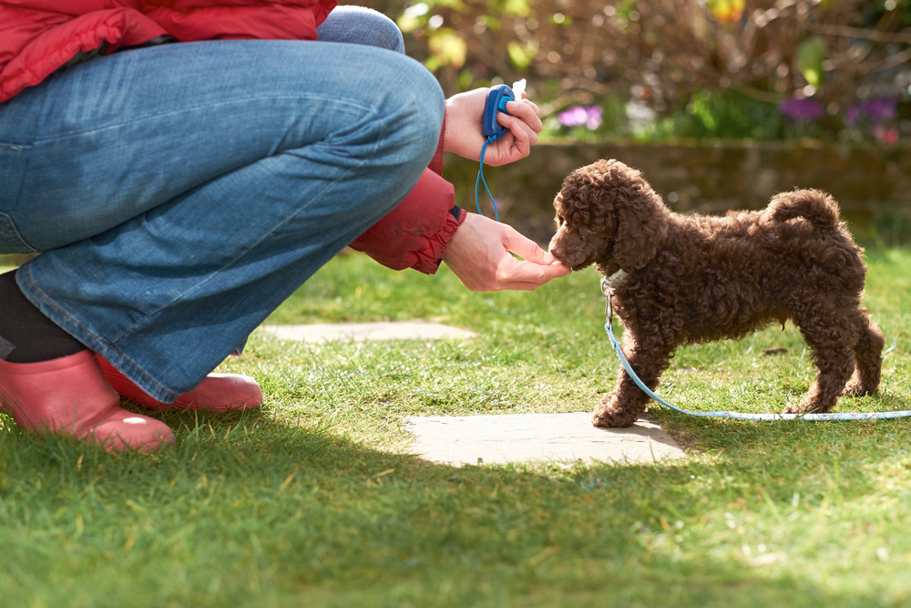 Does Your Puppy Need Puppy Obedience School?