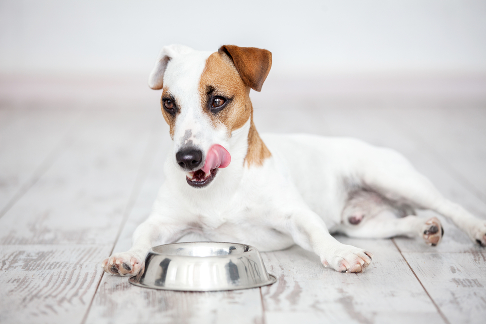 10 Foods Your Dog Should NOT Be Eating