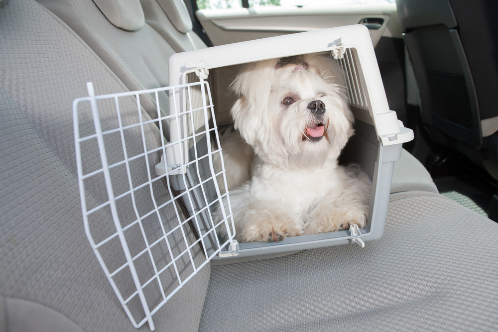 dog in dog crate in car