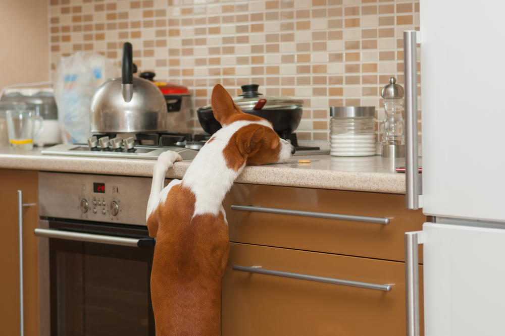 dog on kitchen counter trying to get a cookie