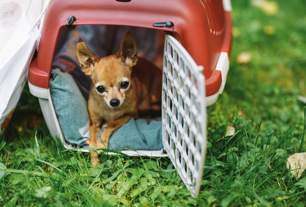 chihuahua relaxing in dog crate