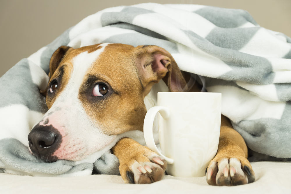 dog cuddled up with a cup
