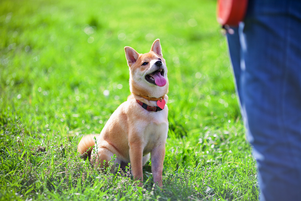 4 Benefits of Our Private Dog Training Lessons