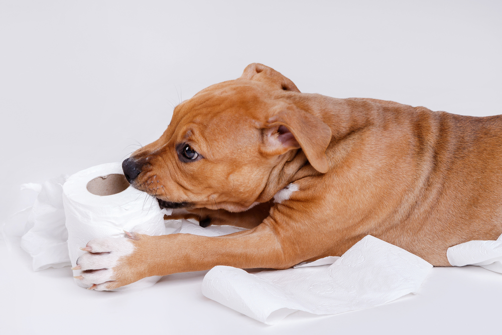 puppy chewing toilet paper