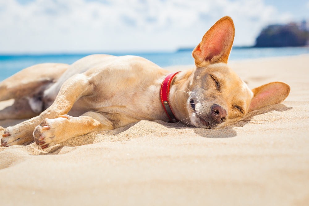 dog sleeping on beach