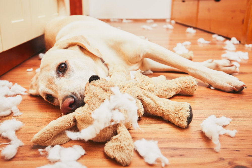 How To Avoid Dog Behavioral Problems