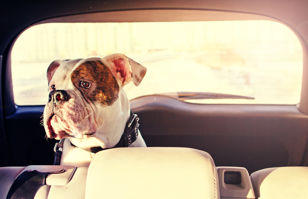 dog-in-back-of-car