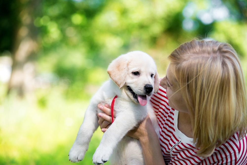 Helpful Training Tips for New Puppy Owners