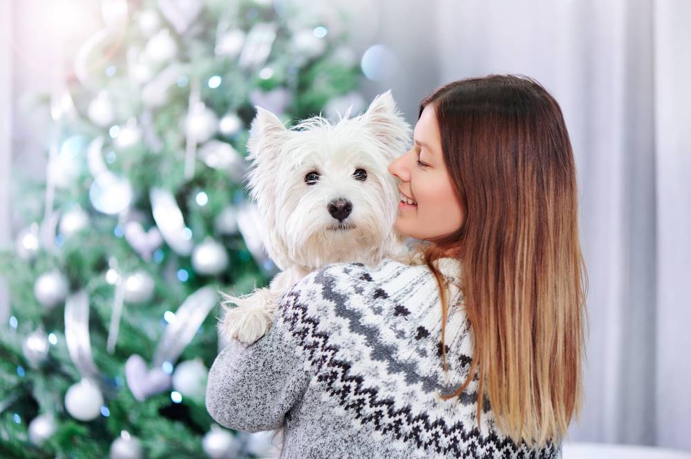 Why Dog Training Classes is the Perfect Christmas Gift!