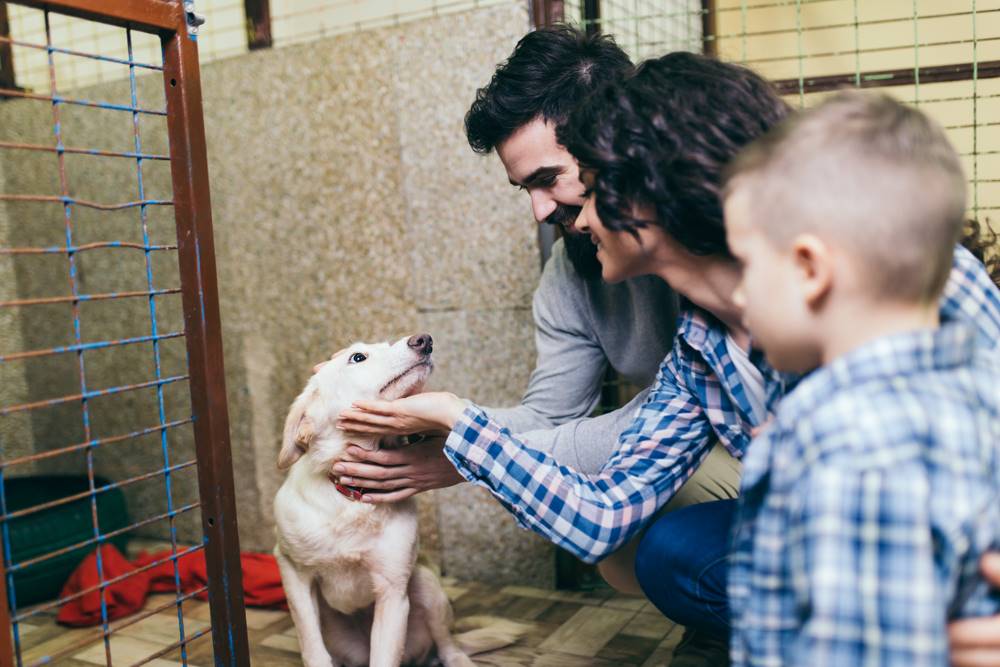 family at shelter adopting dog