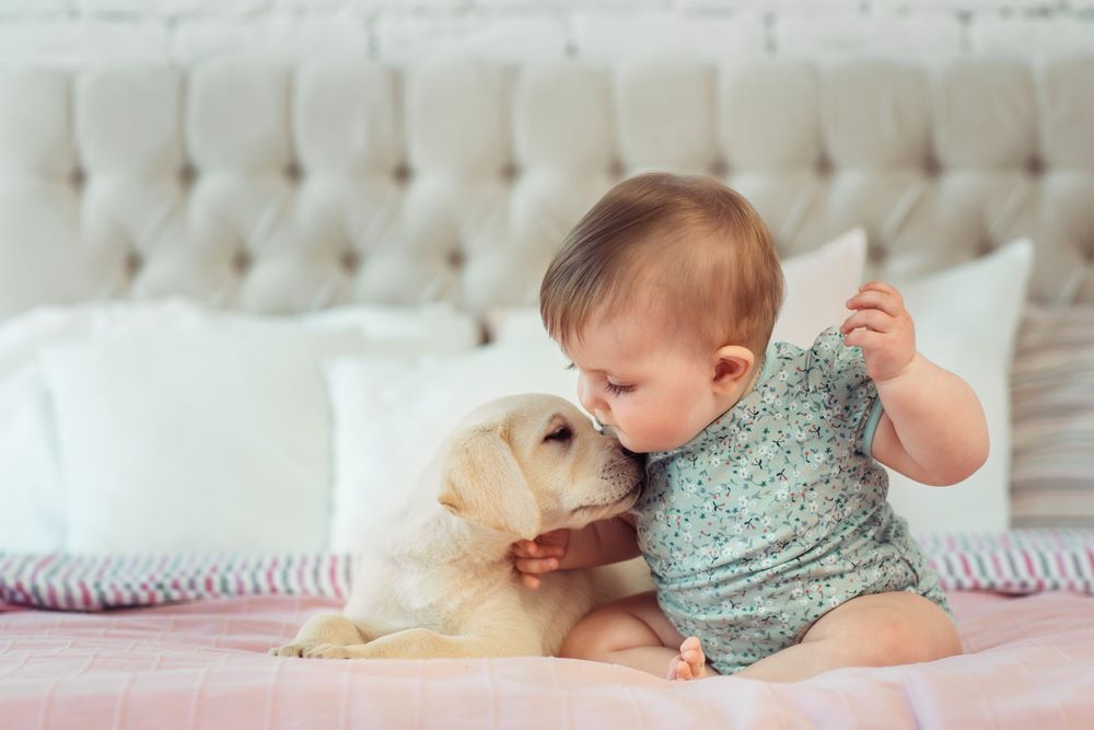 How To Prepare Your Dog for a New Baby