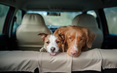 Going on Vacation? Top Options for Your Dog