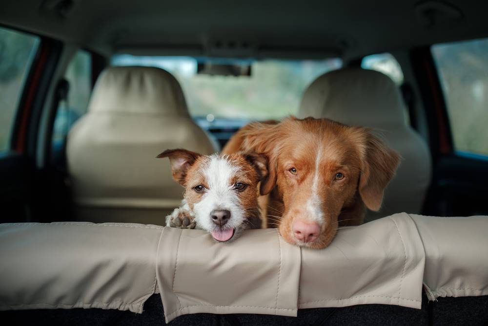 two dogs on the back of car
