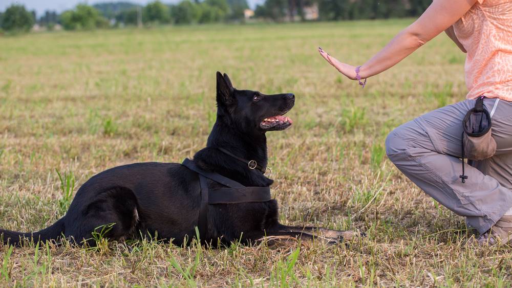 dog behaviorist telling dog to stay