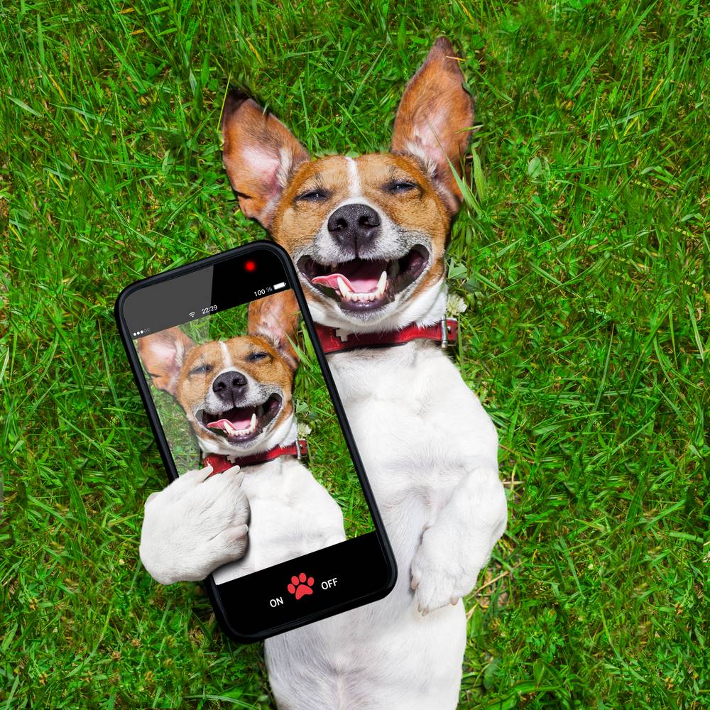 dog holding smartphone