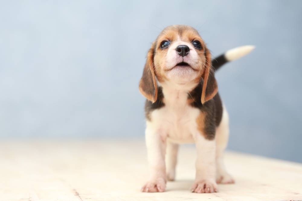 small cute beagle looking up