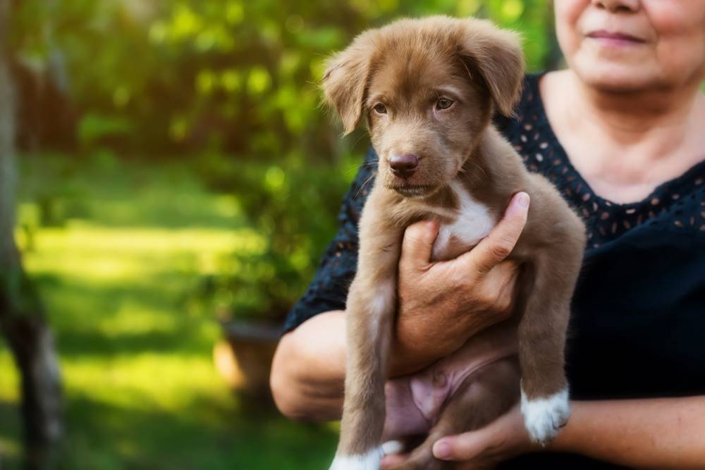 Got a New Dog? Dog Training is Your Next Step