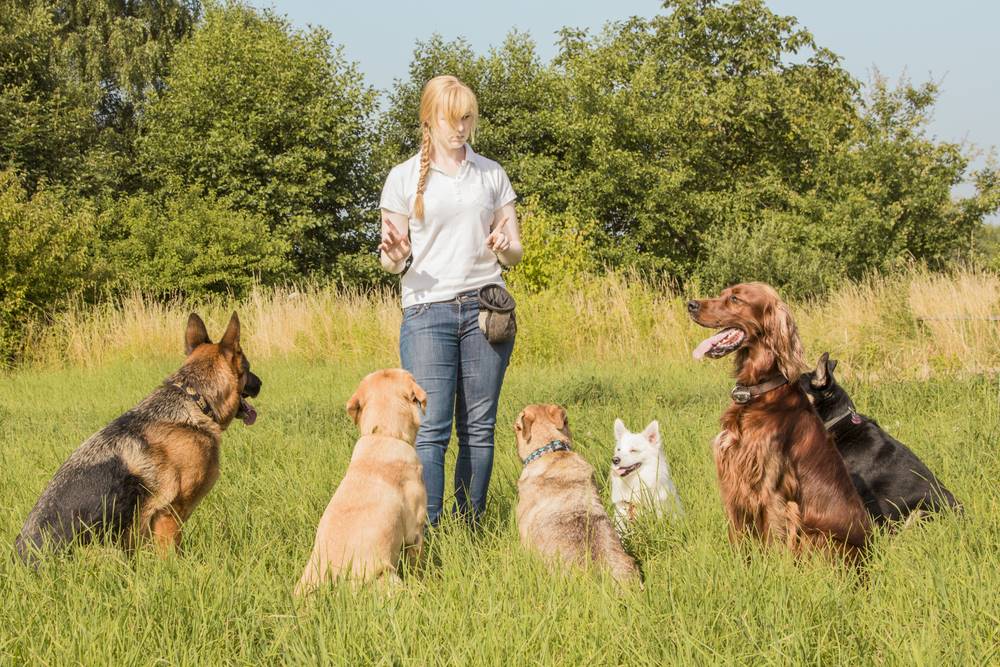 woman training dogs