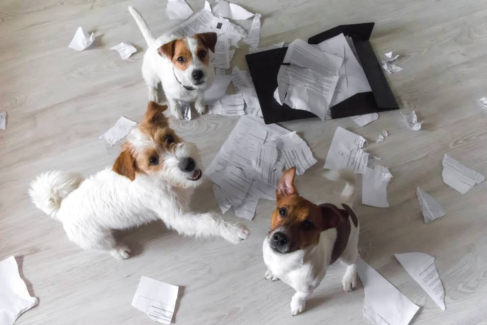 dogs ripping apart paper
