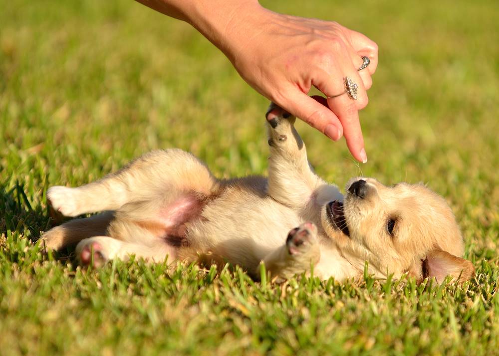 puppy playing on grass