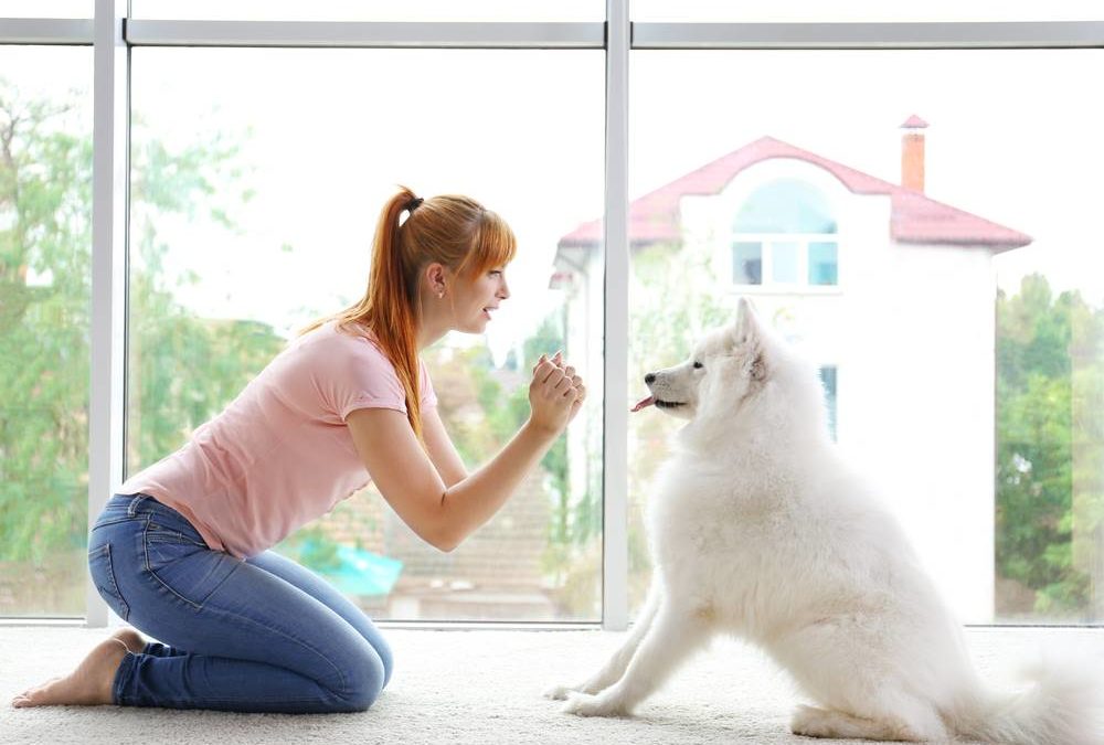 girl training dog at home