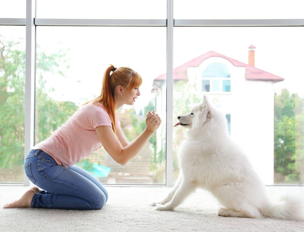 Why It's Important to Keep Training at Home After Dog