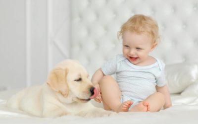 How To Keep Kids Safe Around Dogs