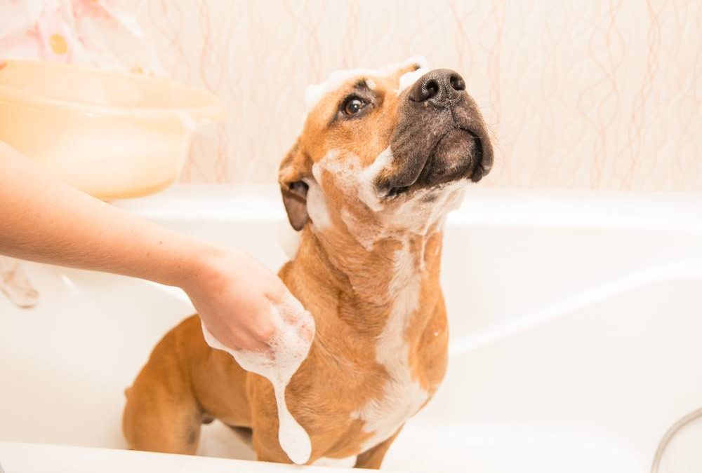 4 Tips to Bathe Your Dog