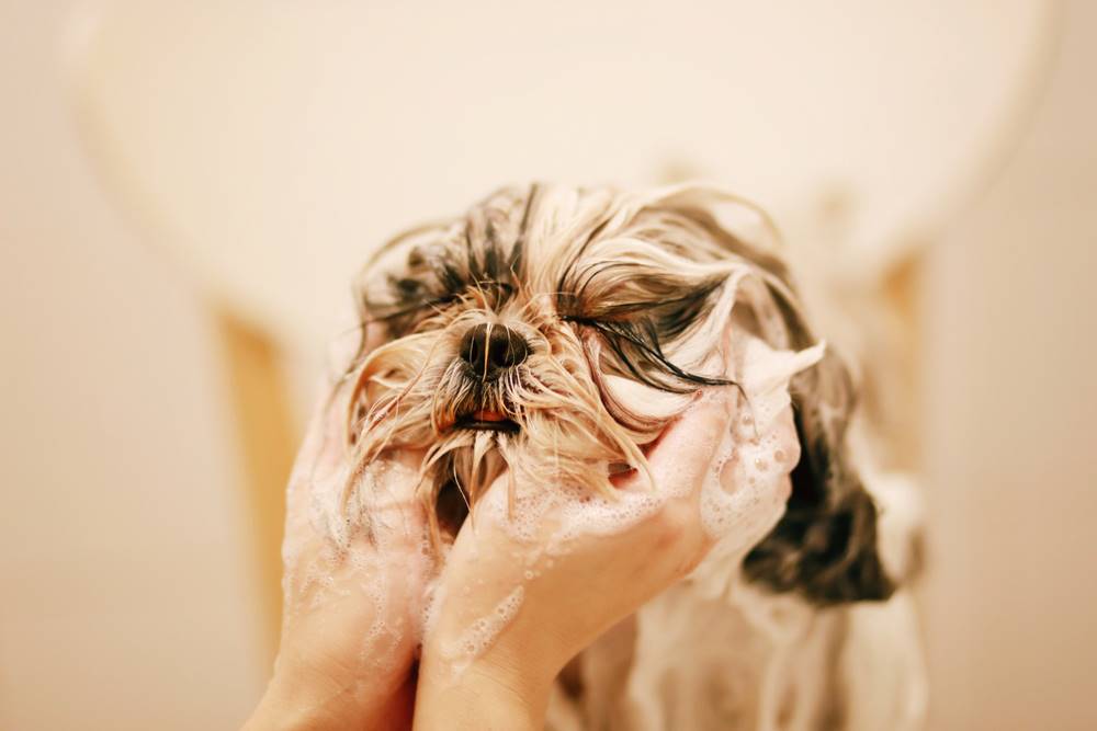 hands washing dog's face
