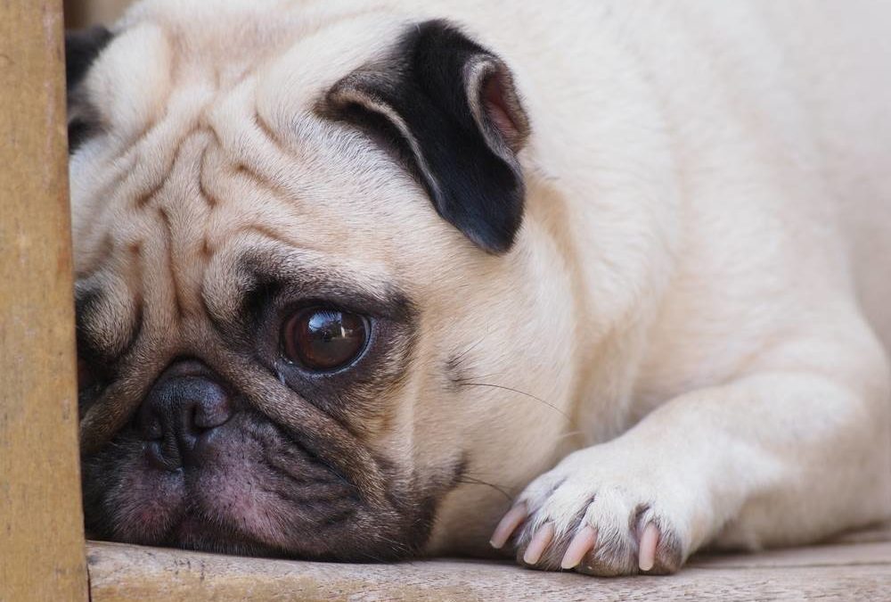 5 Reasons Why Your New Puppy Won’t Stop Crying