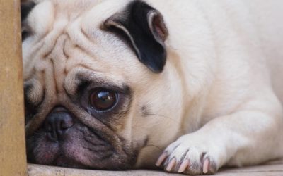5 Reasons Why Your New Puppy Won’t Stop Crying