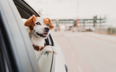 How To Keep Your Dog Safe in the Car