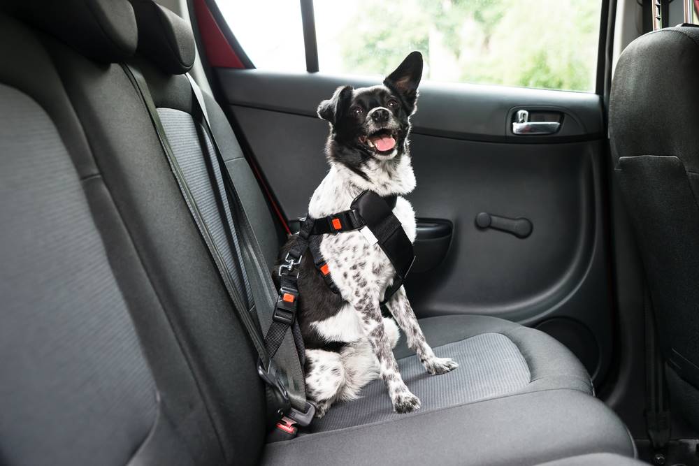 dog with seatbelt on