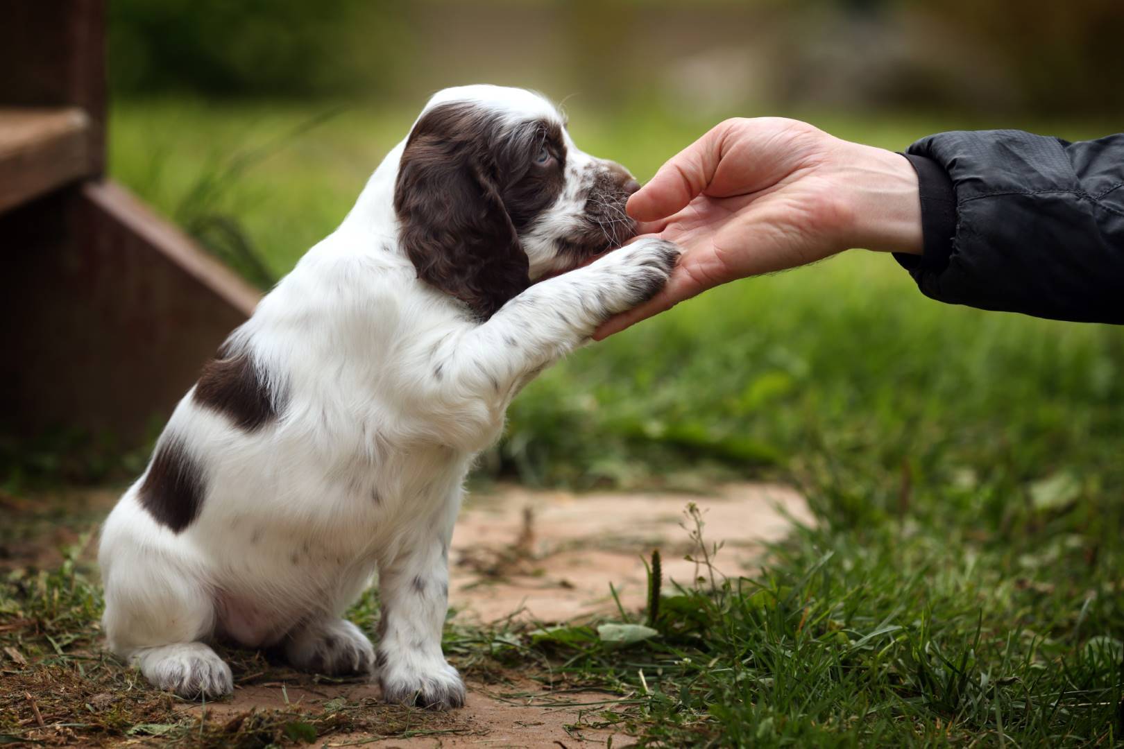 puppy giving paw