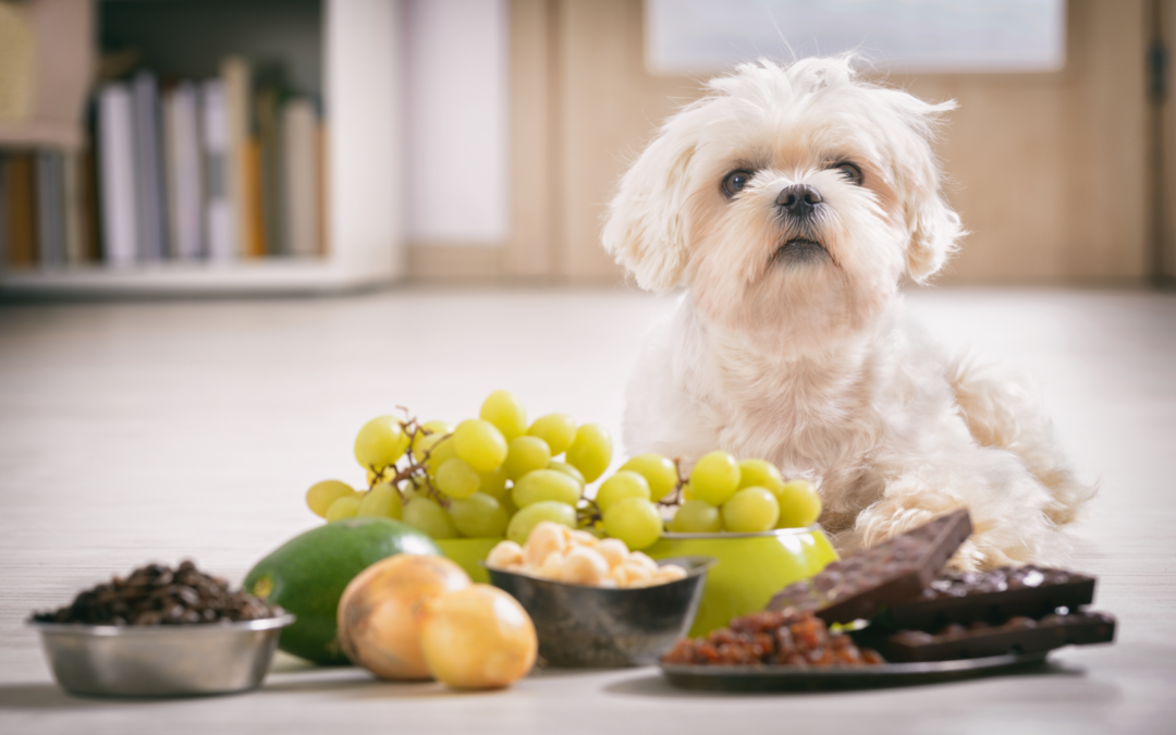 dog and toxic foods