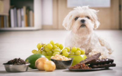 Top 10 Foods That Are Toxic for Your Dog