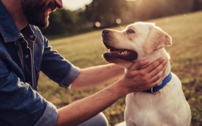Games to Build Your Dog’s Confidence