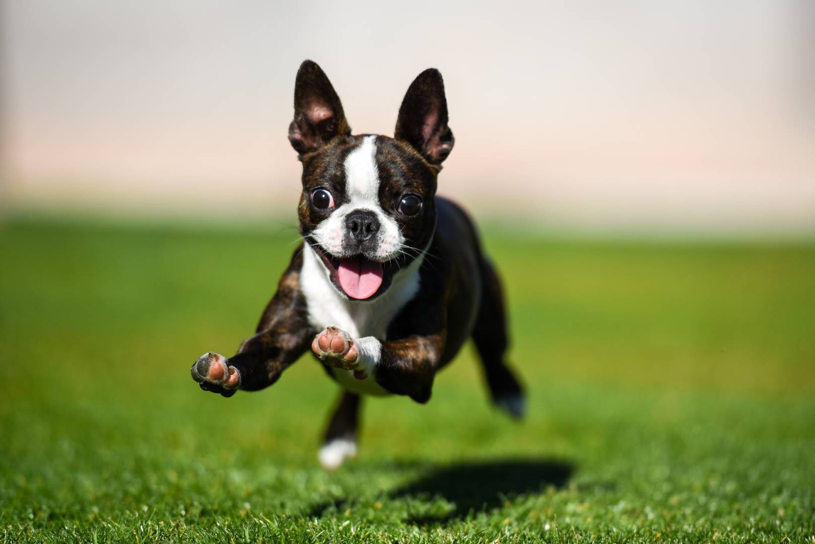 small dog running