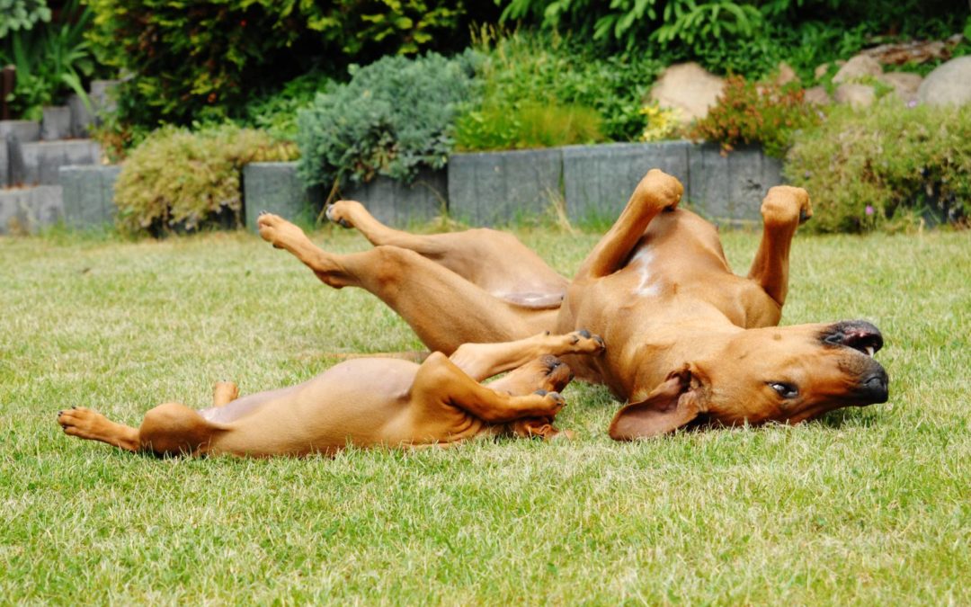 dogs playing on the grass