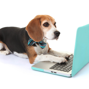online-dog-training