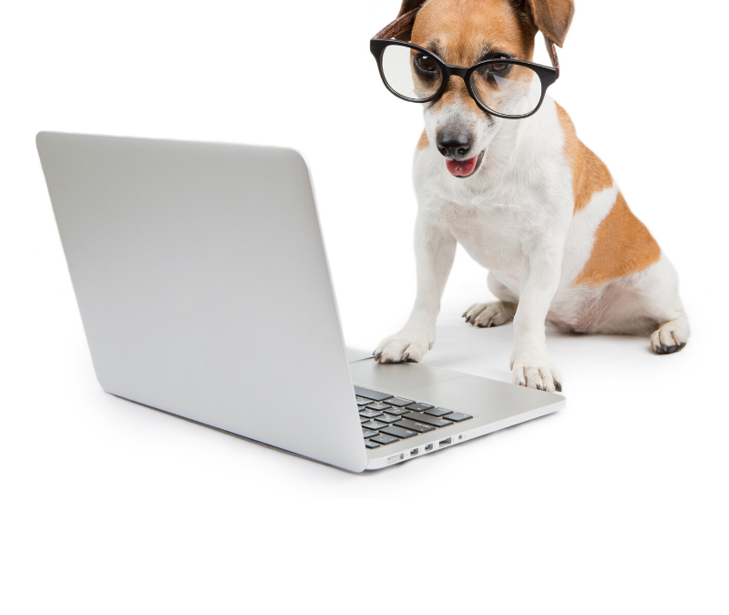 dog-laptop