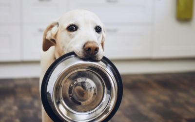 When and How Often Should You Feed Your Dog