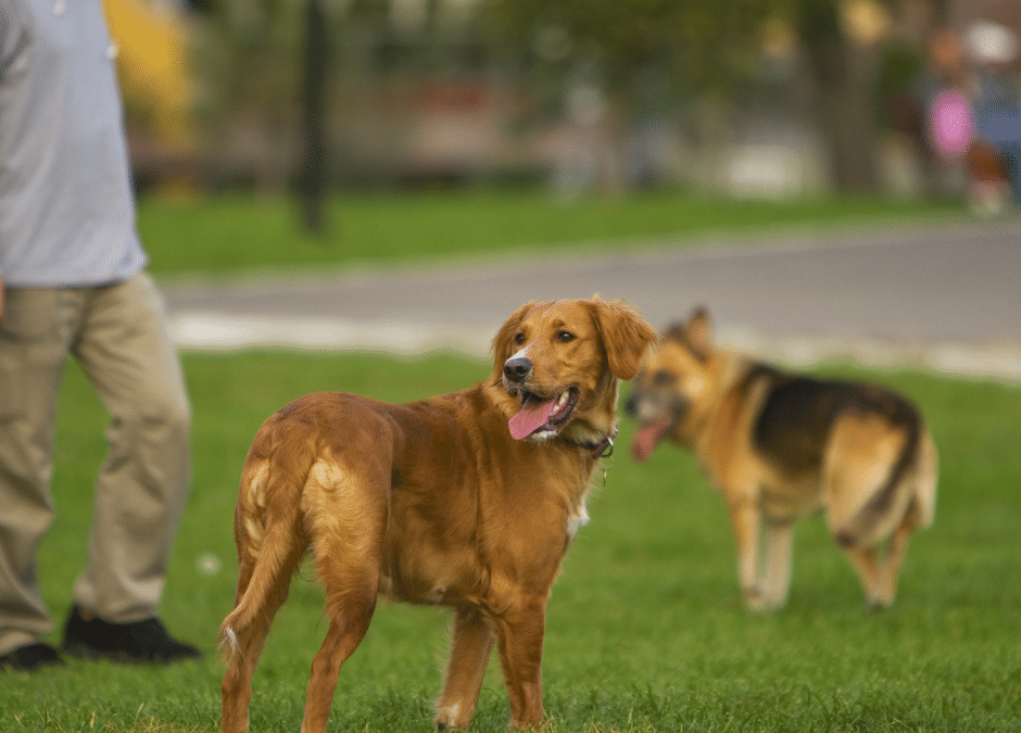 Positive Training for Dogs