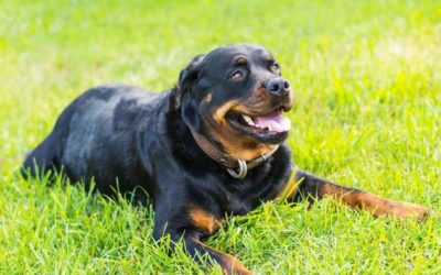 5 Benefits of Private Dog Training
