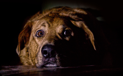 How to help your dog when they are frightened