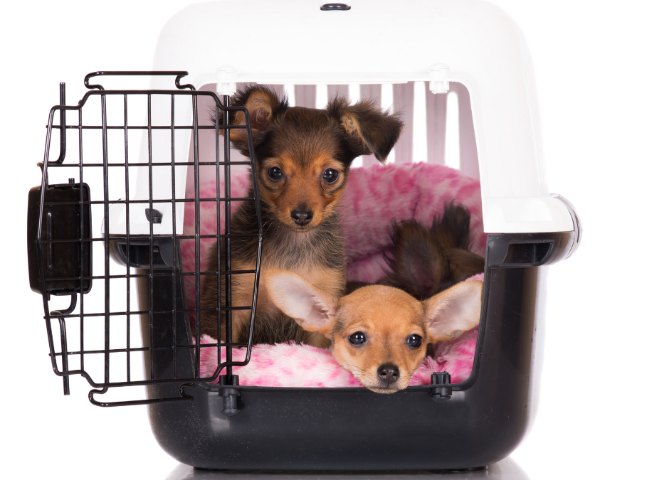 Two Puppies in a Plastic Travel Crate