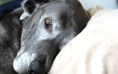 Caring for Aging Dogs