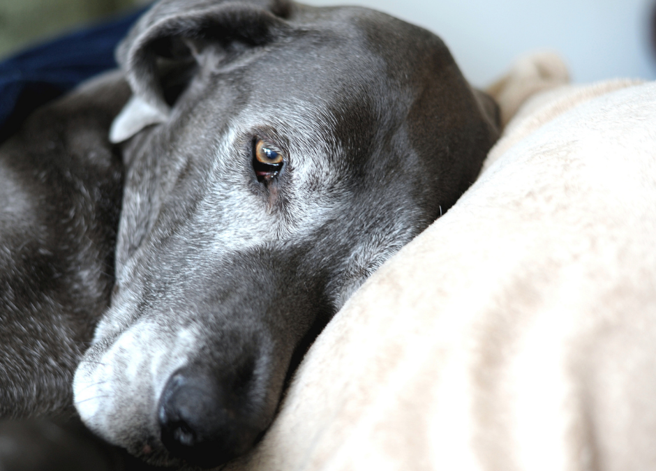 Aging dog with grey muzzle leaning against a pillow